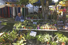 Plants